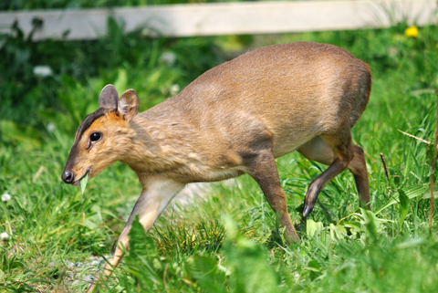 Muntjac deer The Wildlife Trusts